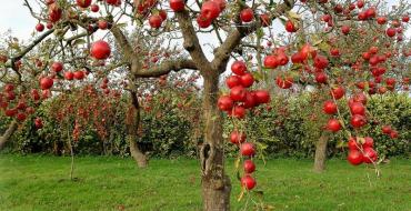 صورة محصول التفاح الصحيح