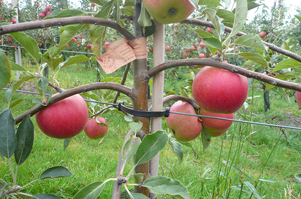 شجرة التفاح القزم بعد ترقق الصورة