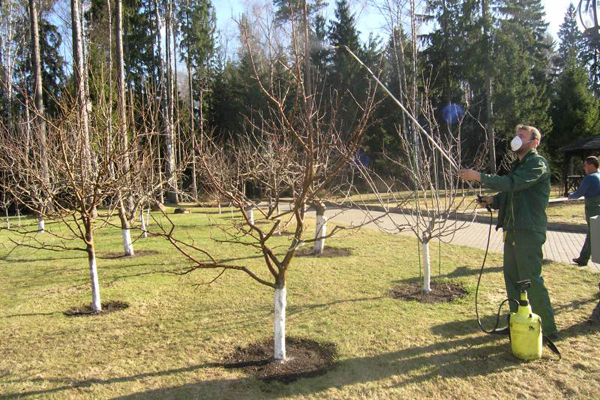رش الربيع من أشجار التفاح الصورة