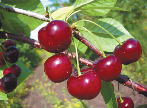 Cireșul Apukhtinskaya - fructele fotografiei