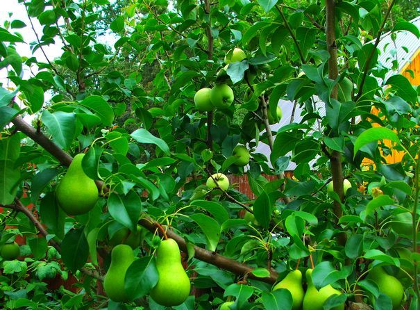 Birne auf ein Apfelbaumfoto gepfropft