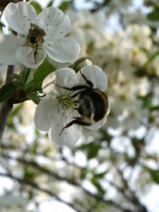 Insectele polenizează florile