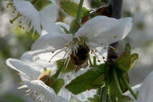 O albină polenizează o floare