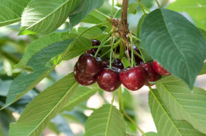 Fructe de cireș