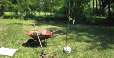 Pregătirea solului și a gropii pentru plantarea unei fotografii cu măr
