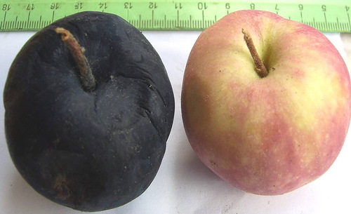 Măr sănătos și fructe afectate de cancerul negru foto