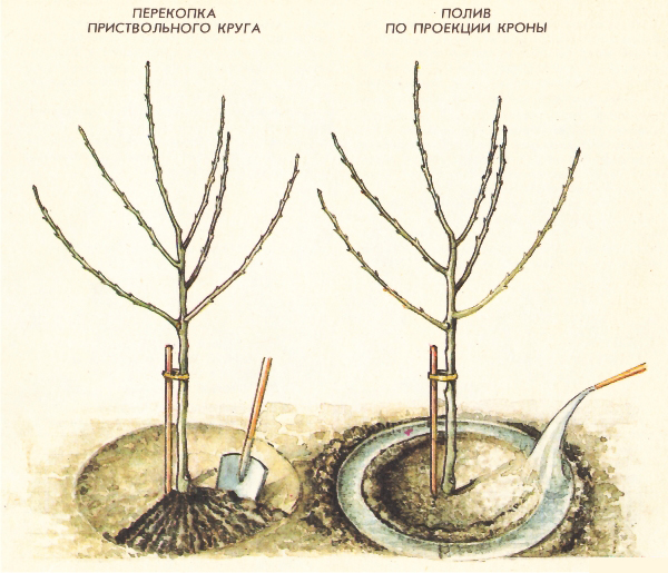 Watering the apple tree with furrow photo