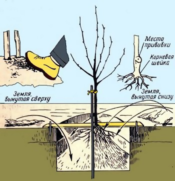 Wie man ein Zwergapfelbaumfoto pflanzt