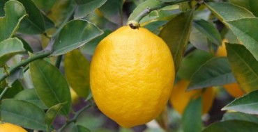 Zitronenfrucht