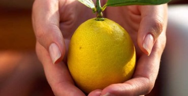Zitronenfrucht Foto