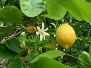 زهور الليمون