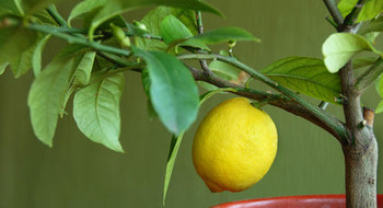 עץ לימון