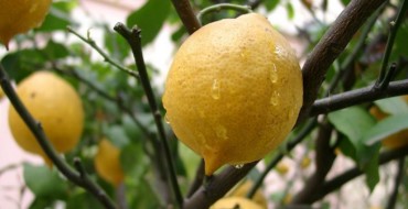 צילום עץ לימון