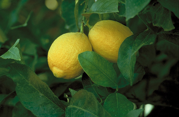 ثمار الليمون من صورة متنوعة لشبونة