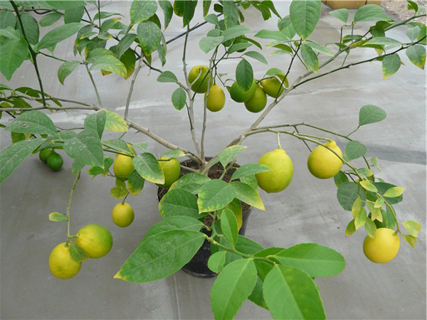 Zitronenbaumsorten Novogruzinsky Foto