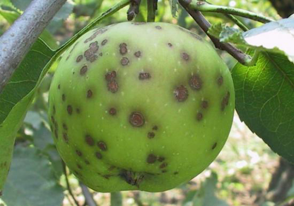 Fructe de mere afectate de scab fotografie