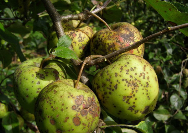 Fructe de mere afectate de scab fotografie