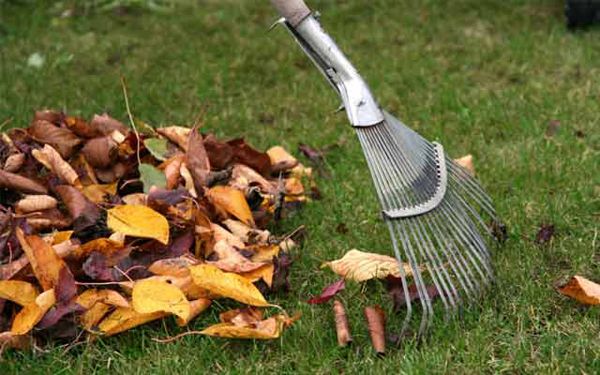 Curățarea prevenirii frunzelor căzute împotriva fotografiei crustei