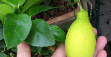 פירות לימון lunario