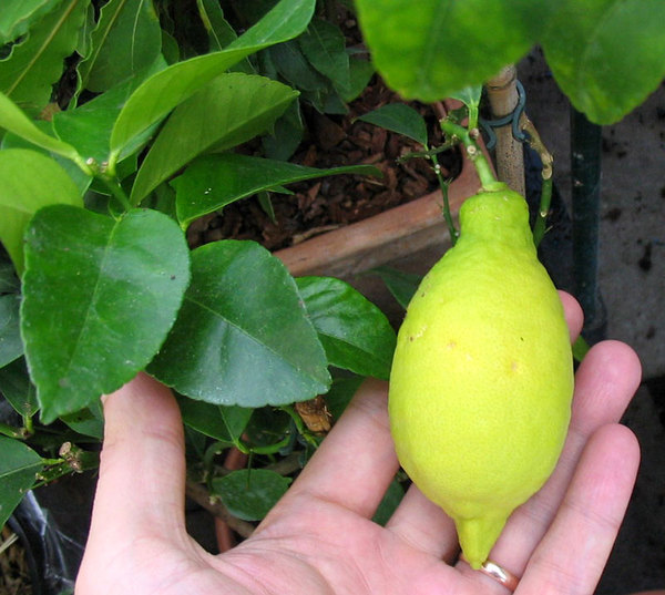 lunario فاكهة الليمون