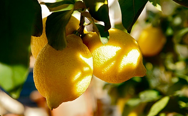 صور فاكهة الليمون