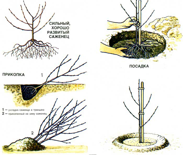 Schema de plantare a răsadurilor de cireș foto