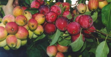 fotografie de altoire a mărului