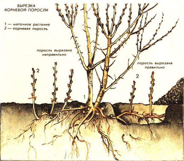 Metode de tăiere a creșterii rădăcinii fotografiei de cireșe