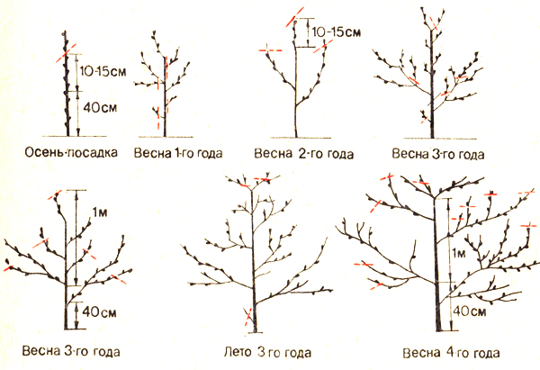 Diagramm der Bildung der Krone eines Pfirsichbaums Foto