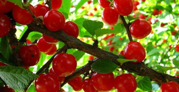 fructe de cireș Brusnitsyna