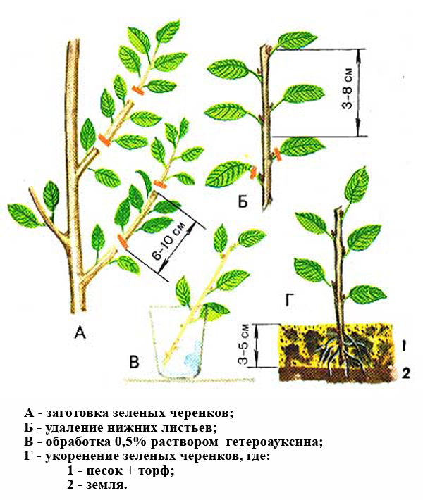 Reproduction de photo de boutures de feutre vert cerise