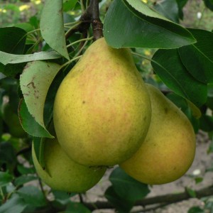 Birnen-Lada-Fruchtfoto