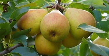 Yakovlev Gedächtnis Birnenfrucht