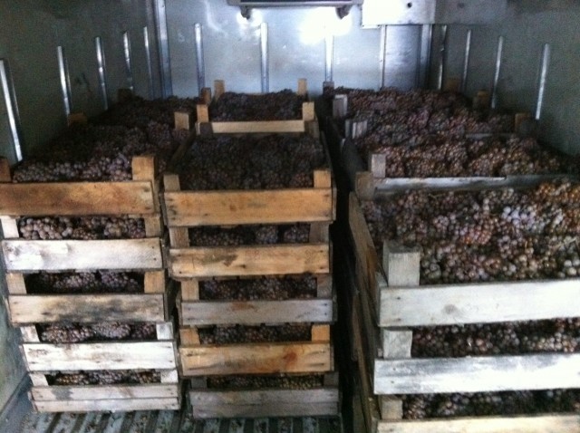 Lagerung von Trauben in Kühlkammern Foto