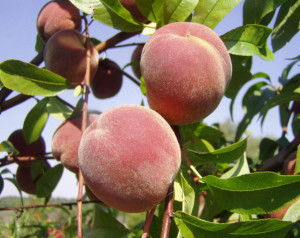 Die ersten Früchte des Pfirsichfotos