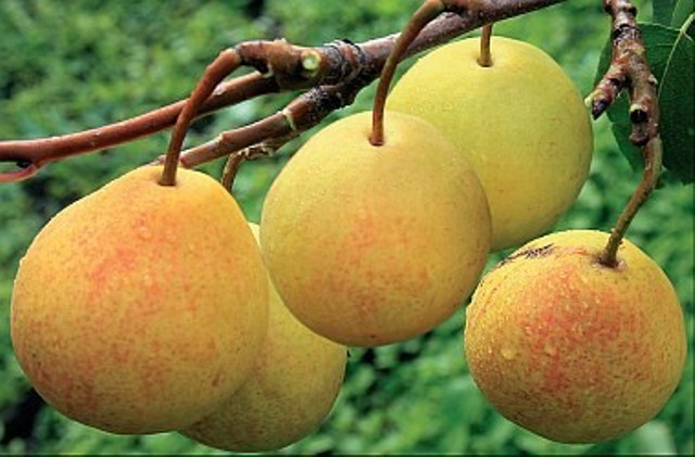 Fructe de pere Bergamot foto Moscova