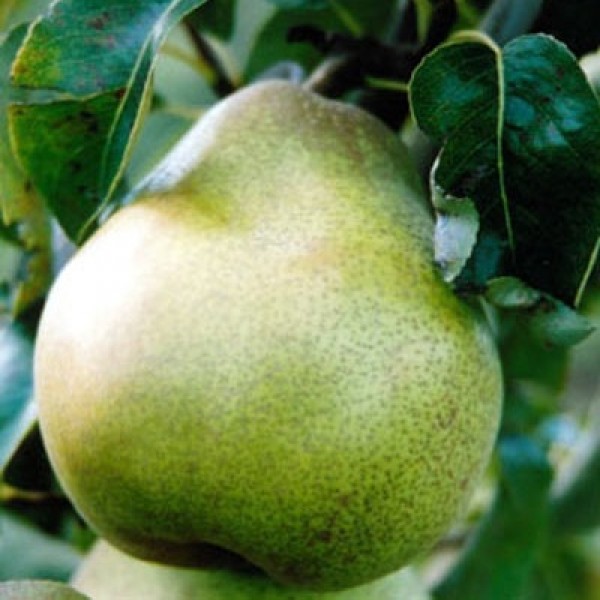 Bergamotte-Birnen-Fruchtfoto