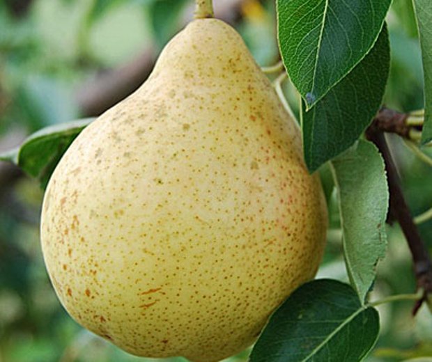 Fructul unui soi de pere Moskvichka fotografie