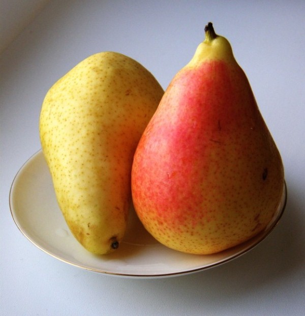 Fructe de pere Bergamotă Fotografie de toamnă