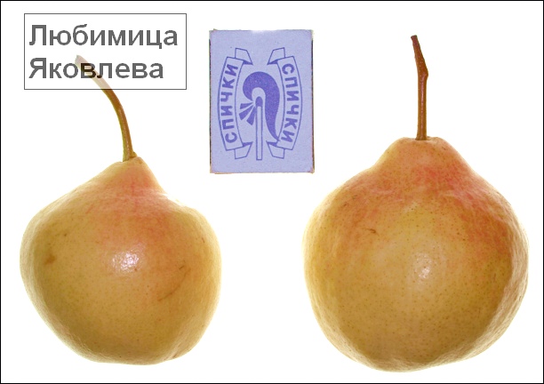 Fructe din soiuri de pere fotografie Lyubimitsa Yakovleva