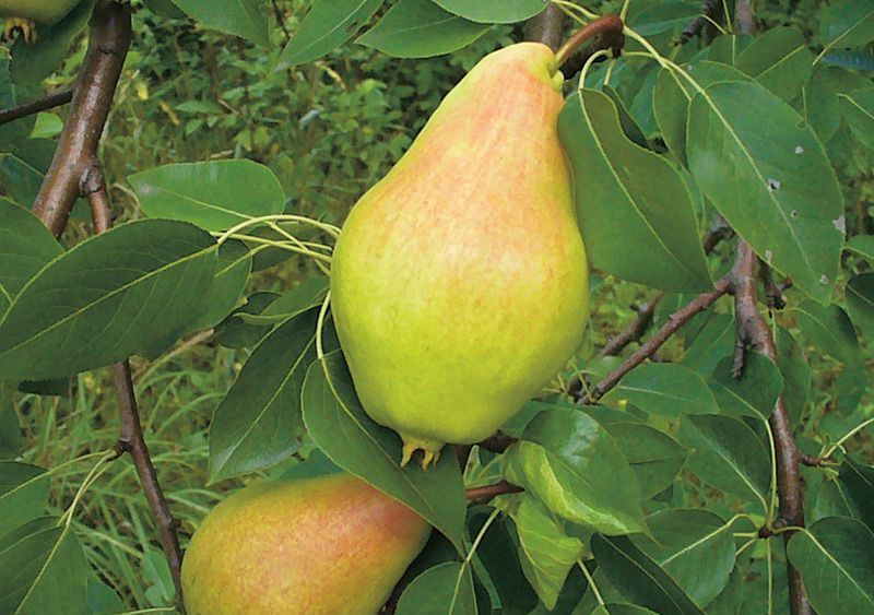 Fructe din soiuri de pere Vidnaya (Bumpy) fotografie