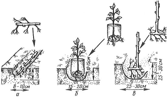 Schema de plantare a zmeurii în fotografia de primăvară