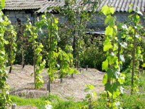 Foto de răsaduri de struguri plantați