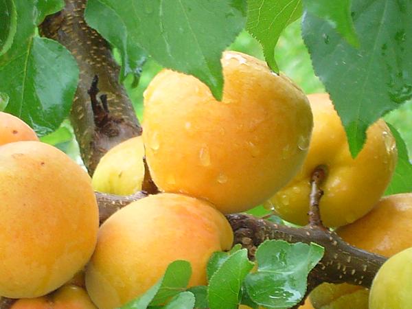 Aprikosen-Shalah-Frucht
