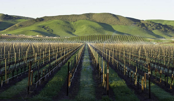 Weinberge