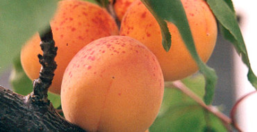 Aprikosensohn eines rotwangigen Fotos