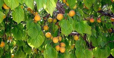 apricot