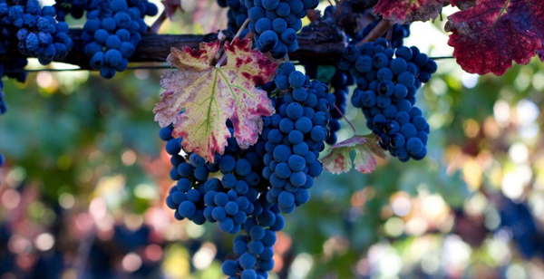 Weintrauben im Herbstfoto