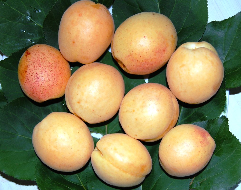 Aprikosenfrucht shalah