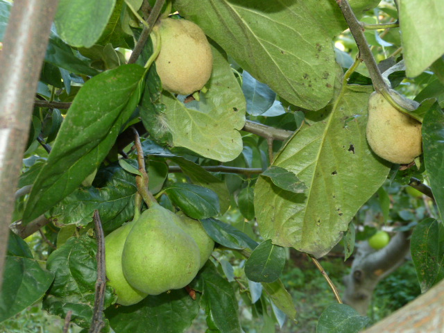تطعيم شجرة التفاح على الكمثرى